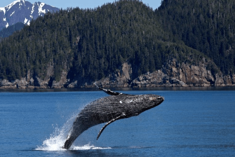 The Best Whale Watching Souvenirs To Take Home From Juneau