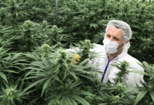 cannabis legalization in Canada