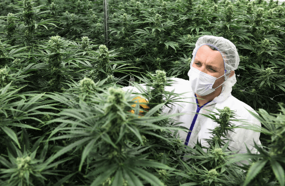 cannabis legalization in Canada