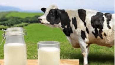 Wellhealthorganic.Com:Buffalo Milk