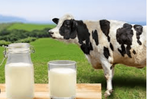 Wellhealthorganic.Com:Buffalo Milk