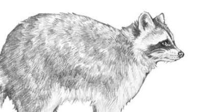 Drawing:Hwzuqweanla= Racoon