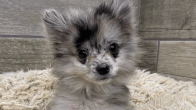 Blue:Dvaxjwqez4m= Pomeranians