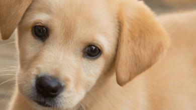 Baby:91jr2ozelcq= Puppies