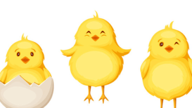 Clipart:4ipe4a1gu68= Chicks