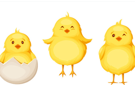 Clipart:4ipe4a1gu68= Chicks