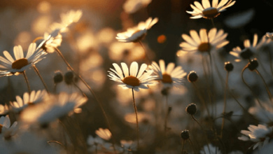 Flower:Fg717absbvw= Aesthetic