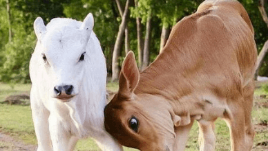 Cute:Ef3dopxgsqq= Cow