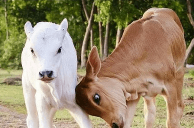 Cute:Ef3dopxgsqq= Cow