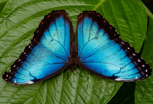 Blue:H-Ak2r9tiiq= Butterfly
