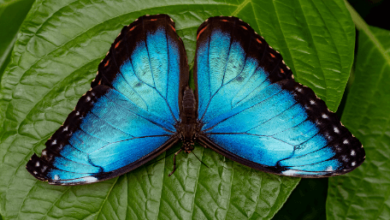 Blue:H-Ak2r9tiiq= Butterfly