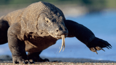 Dragon:S2d2zgosrig= Reptile