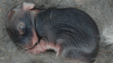 Baby:6f1ehfvzbvu= Bunny