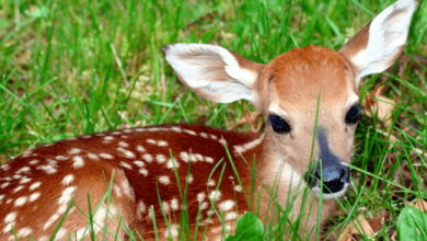 Baby:Hmv1xdxnlei= Dear