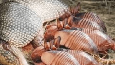 Baby:Heyrgihc5z4= Armadillo