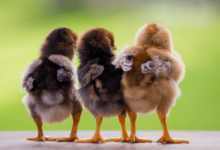 Baby:4ejkik28m7u= Chicks