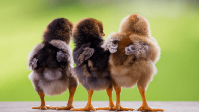 Baby:4ejkik28m7u= Chicks