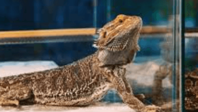 Dragon:8wuygkpikse= Pet