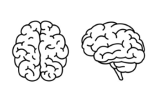 Drawing:254cd14qvza= Brain