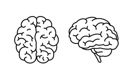 Drawing:254cd14qvza= Brain