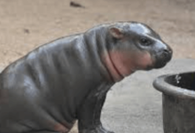 Baby:2c8dwtjmk4s= Hippopotamus
