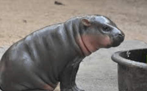 Baby:2c8dwtjmk4s= Hippopotamus