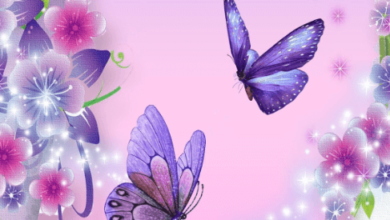 Wallpaper:Acpdg-1s3ts= Butterfly Backgrounds