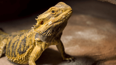 Dragon:7cw33dsdguk= Lizard