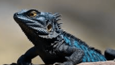 Dragon:C_Stoikmcue= Lizzard