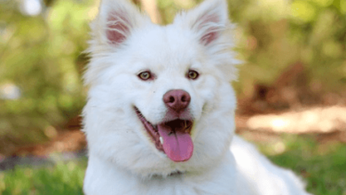 Baby:Lablraoju20= Dog