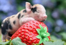 Cute:Pamwaummhqs= Pig