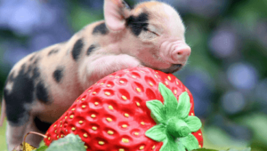 Cute:Pamwaummhqs= Pig