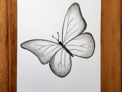 Butterfly:Q5pbirjjkfa= Drawing