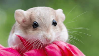 Cute:F6hdqtq5uhq= Gerbil