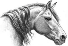 Drawing:Ljd413jlg70= Horse