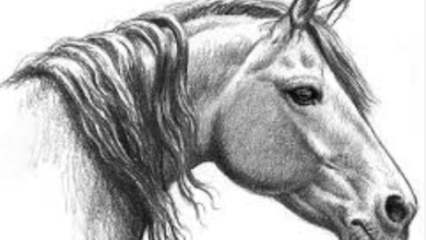 Drawing:Ljd413jlg70= Horse