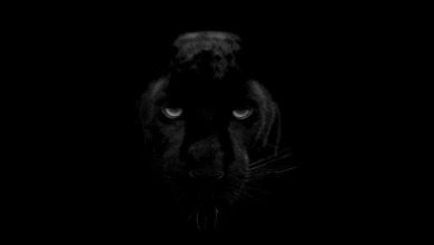 Dark:Jn3w-Usja60= Wallpaper