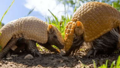 Baby:Heyrgihc5z4= Armadillos
