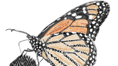 Art:Ktayzzcu7jc= Typography