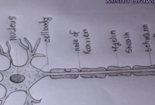 Labeled:Cdraxc4dlxm= Neuron Diagram