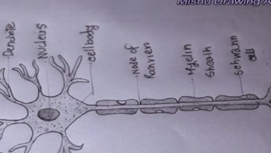 Labeled:Cdraxc4dlxm= Neuron Diagram