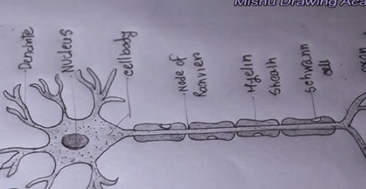 Labeled:Cdraxc4dlxm= Neuron Diagram