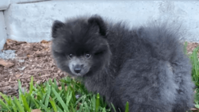 Blue:Dvaxjwqez4m= Pomeranian