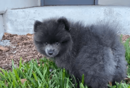 Blue:Dvaxjwqez4m= Pomeranian