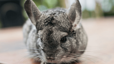 Small:At44wn5jvv8= Pets