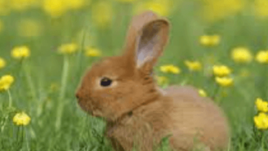 Cute:G20bacyjnym= Rabbit