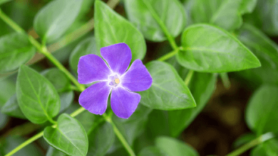 Flower:A6bhb8cofyy= Periwinkle