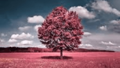 Wallpaper:W0havxbcug8= Beautiful