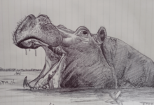 Drawing:Xs2us9na_9w= Hippopotamus