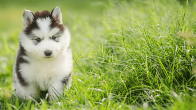 Puppy:Iuuiiqqqwao= Dogs